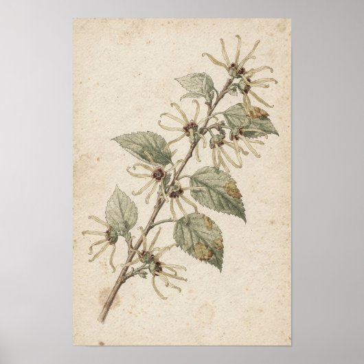 Poster Étude botanique de branche de hamamélis (Devant)