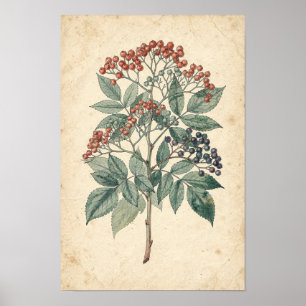 Poster Étude botanique de branche de sureau