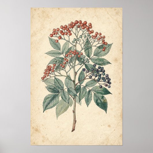 Poster Étude botanique de branche de sureau (Devant)