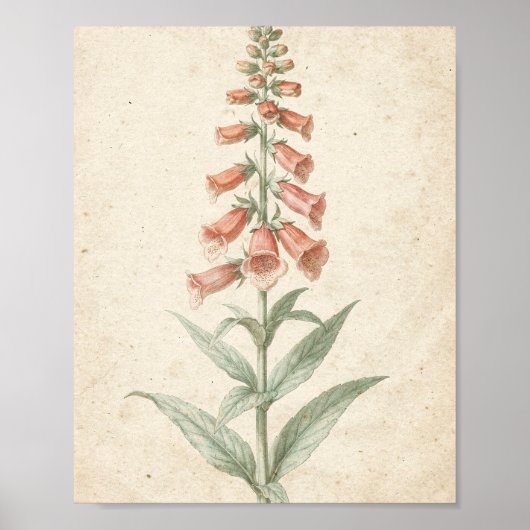 Poster Étude botanique de digitale corail Fleur (Devant)