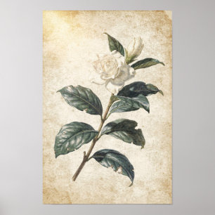 Poster Étude botanique de Gardenia blanc sur ivoire