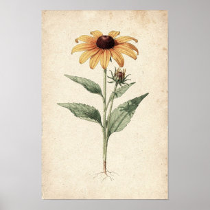 Poster Étude botanique de la Rudbeckia à œil noir sur ivo