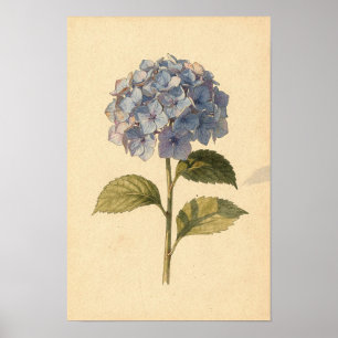 Poster Étude botanique d'hortensia bleu sur ivoire