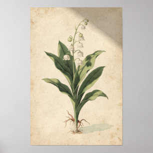 Poster Étude botanique du muguet sur ivoire