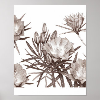 Poster Étude botanique - Fleurs sauvages du désert