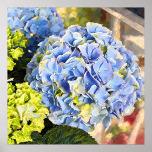 Poster Étude botanique picturale d'hortensia bleu poudre