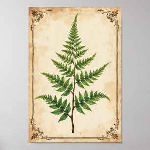 Poster Étude d'art botanique de fougère vintage