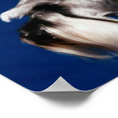 Poster Étude de la chaire de Schnauzer (Coin)