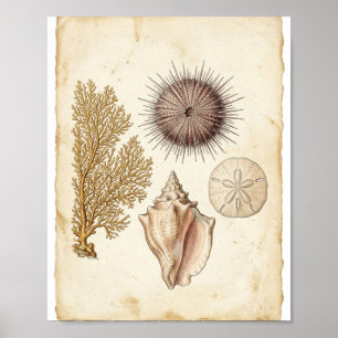Poster Étude de naturaliste marin sur une antique barrièr