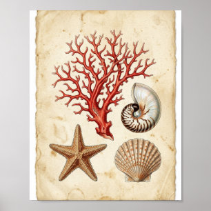 Poster Étude de naturaliste marin sur une antique barrièr