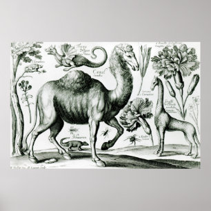 Poster Étude des animaux et des fleurs, gravée