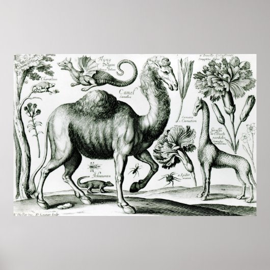 Poster Étude des animaux et des fleurs, gravés (Devant)