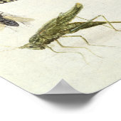 Poster Étude des insectes et des fleurs (Coin)