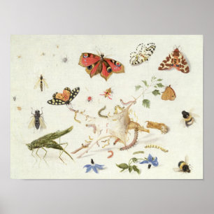 Poster Étude des insectes et des fleurs