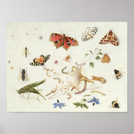 Poster Étude des insectes et des fleurs (Devant)