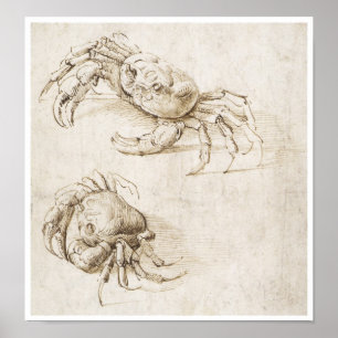 Poster Étude du crabe, Léonard de Vinci