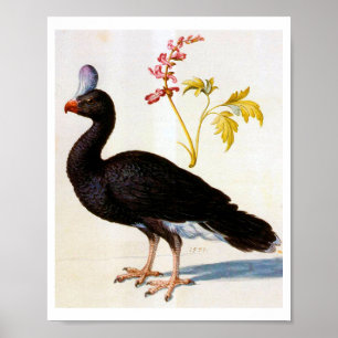 Poster Étude d'une Curassow Helmeted, Arcimboldo
