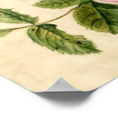 Poster Étude sur les roses roses du XVIIIe siècle (Coin)