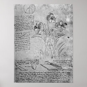 Poster Études de Violas