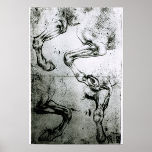 Poster Études des jambes des chevaux