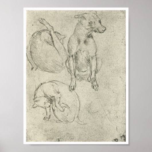 Poster Études d'un chien et d'un chat, Léonard de Vinci (Devant)