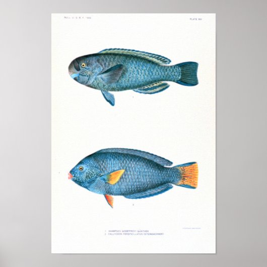 Poster Études scientifiques sur le poisson (Devant)