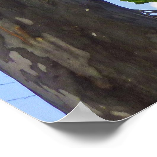 Poster Eucalyptus (Coin)