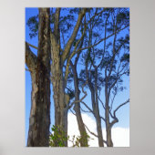 Poster Eucalyptus (Devant)