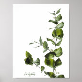 Poster Eucalyptus (Devant)