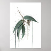 Poster Eucalyptus’ (Australian) (Devant)