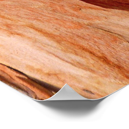 Poster Eucalyptus Bark (Coin)