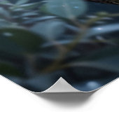 Poster Eucalyptus Glow Crystal Koala (Coin)