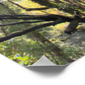 Poster Eucalyptus gommiers de la forêt pluviale australie (Coin)