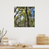 Poster Eucalyptus gommiers de la forêt pluviale australie (Cuisine)