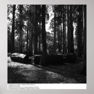 Poster Eucalyptus Grove, UC Berkeley, 1967