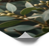 Poster Eucalyptus Koala Calme (Coin)