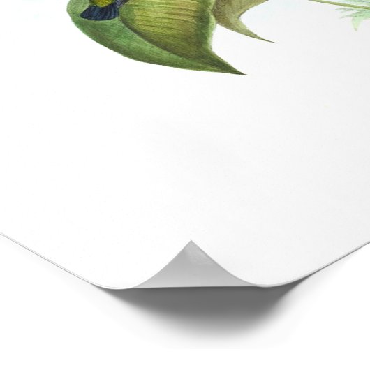 Poster Eucephala caerulea (saphir à poils bleus) (Coin)