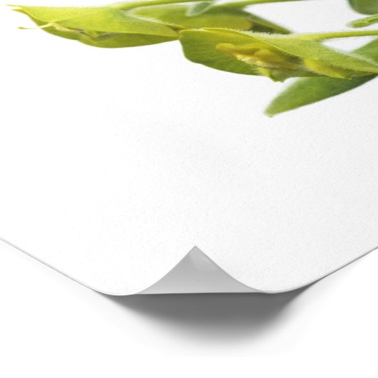 Poster Euphorbia (Coin)