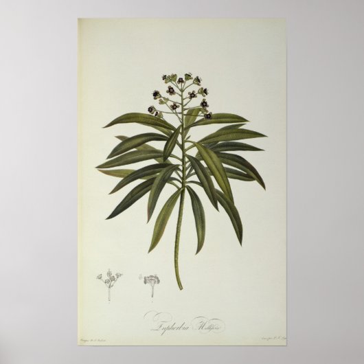 Poster Euphorbia Mellifera (Devant)