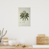 Poster Euphorbia Mellifera (Cuisine)