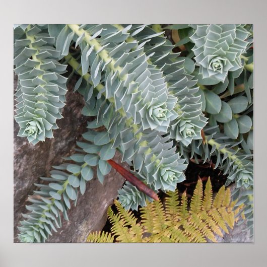 Poster Euphorbia Myrsinites (Myrtle Spurge) (Devant)