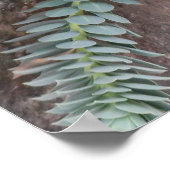 Poster Euphorbia Myrsinites (Myrtle Spurge) (Coin)