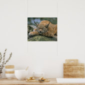 Poster Europ �_ischer Luchs, Eurasischer Luchs (Lynx) (Cuisine)