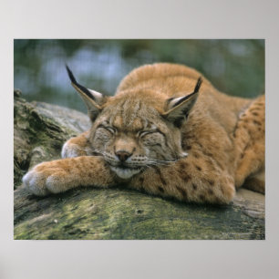 Poster Europ �_ischer Luchs, Eurasischer Luchs (Lynx)