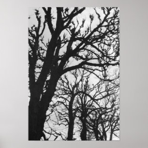 Poster Europe, France, Paris. Arbres d'hiver, Marco