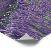 Poster Europe, France, Provence. Champs de Lavander (Coin)