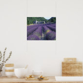 Poster Europe, France, Provence. Champs de Lavander (Cuisine)