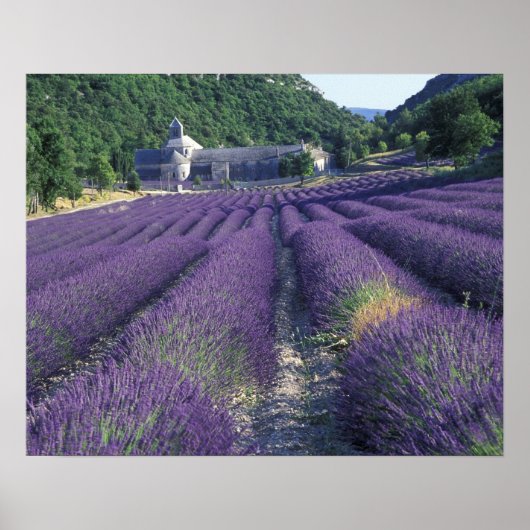 Poster Europe, France, Provence. Champs de Lavander (Devant)