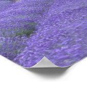 Poster Europe, France, Provence, Sault, Champs Lavande 2 (Coin)