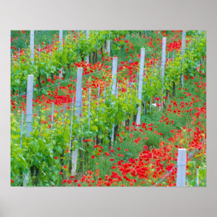 Poster Europe, Italie, Toscane. Coquelicots rouges coloré
